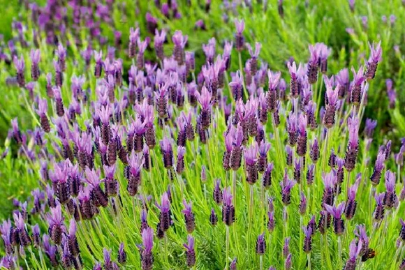 Lila Lavendelblüten